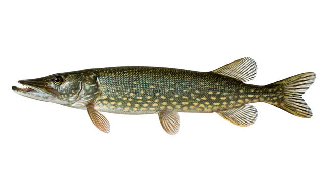 Northern pike fish with green and yellow spotted scales and sharp teeth
