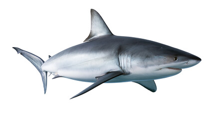 Obraz premium Large grey bull shark swimming with dorsal fin visible