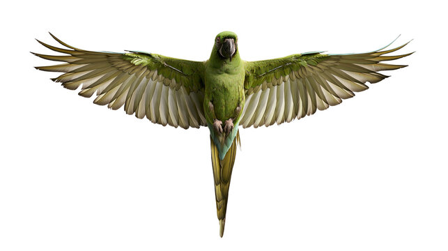 Green macaw parrot in flight with wings fully spread and feathers visible