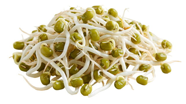 Fresh raw mung bean sprouts with green seeds and white stems