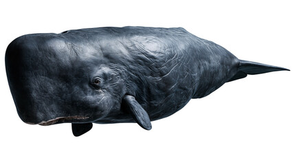 Large dark grey sperm whale with wrinkled skin and prominent square head © Elowen