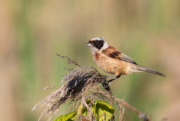 Side View of an Eurasian Penduline Tit Resting on a Reed Stem in Sunlight © Юрій Балагула