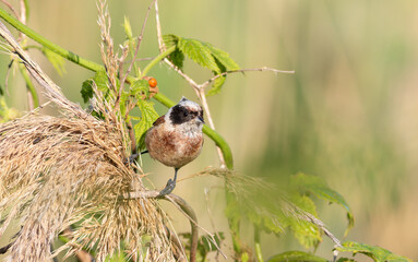 Eurasian Penduline Tit Balancing on Dry Reeds with Soft Natural Bokeh Background © Юрій Балагула