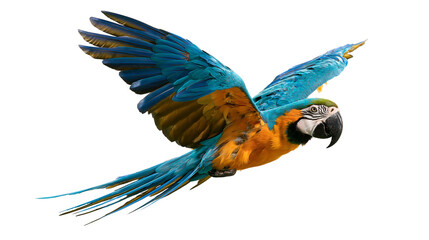 Blue and yellow macaw parrot flying with wings spread wide © Elowen