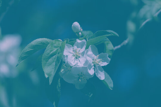 White apple blossoms and green leaves on a branch, softly lit against a dark background.