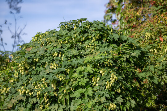 Wild hop growing in a garden
