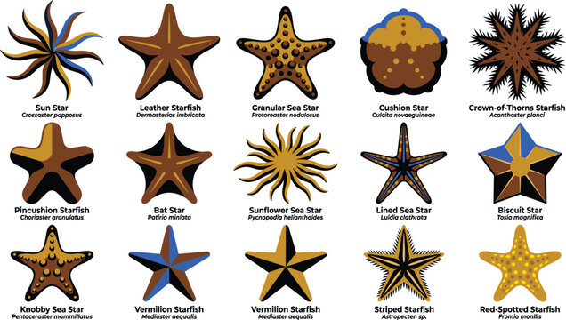 Comprehensive marine biology educational diagram presenting asteriid echinoderms including lined starfish red spotted starfish cushionstar