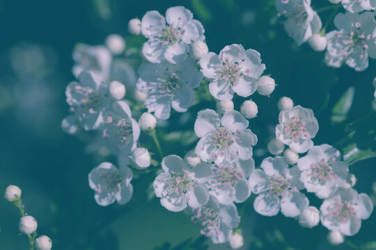 Delicate white hawthorn blossoms and clustered buds on a leafy branch photographed in soft spring light.