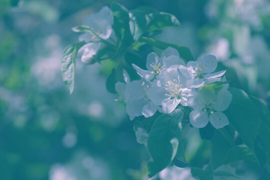 A closeup of white apple blossoms on a leafy branch, bathed in soft sunlight. The peaceful garden scene highlights delicate petals, green leaves, and the fresh feel of spring.