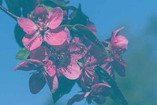 Pink crabapple blossoms with water droplets cling to a leafy branch against a clear blue sky.