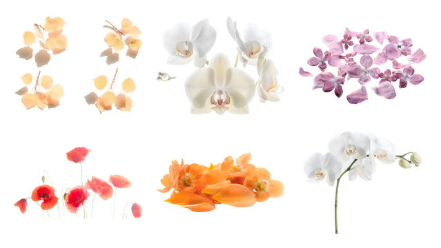 Collage of isolated botanical elements with orchids orange poppies lilac petals and yellow leaves on transparent background for creative design projects stunning collection vibrant