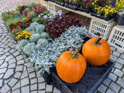 Colorful Plants Flowers and Pumpkins for Autumn Planting Sale