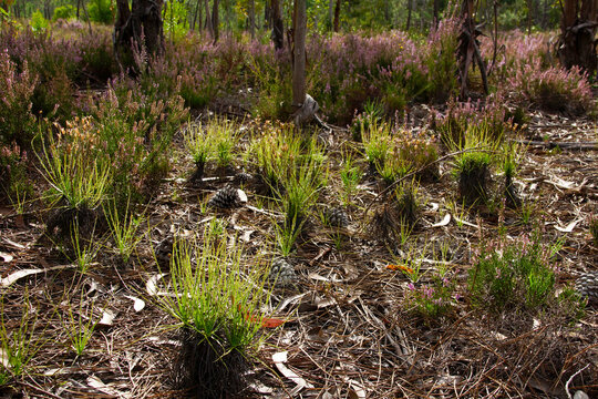 Drosophyllum lusitanicum, dewy pine plants growing among Mediterranean vegetation near Rogil, Portugal