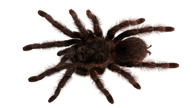Large hairy brown tarantula spider viewed from above