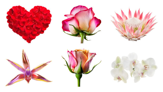 Set of isolated gorgeous flowers including red rose petals heart shape and orchids on transparent background collection beautiful botanical elements featuring made pink roses protea