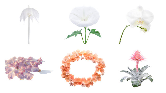 Set of diverse and pink tropical flowers isolated on transparent background featuring orchids petals and ornamental plants for floral design collection various beautiful botanical elements