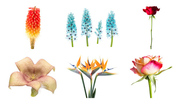 Isolated various colorful flowers collection including red rose bird of paradise and blue blossoms set on transparent background for botanical design projects hyacinth exotic floral