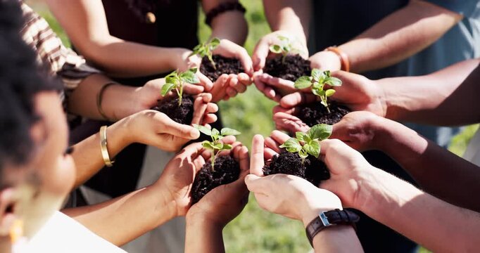 Sustainable, team or hands outdoor with plant, ethics or conservation in esg accountability. Collaboration, leaf or people with growth, environmental awareness or responsibility in green practice.