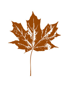 Monochrome brown maple leaf ink print with realistic veining and textured stamp effect isolated on white background for Canada National Day concepts, rustic autumn branding and fallback greeting cards