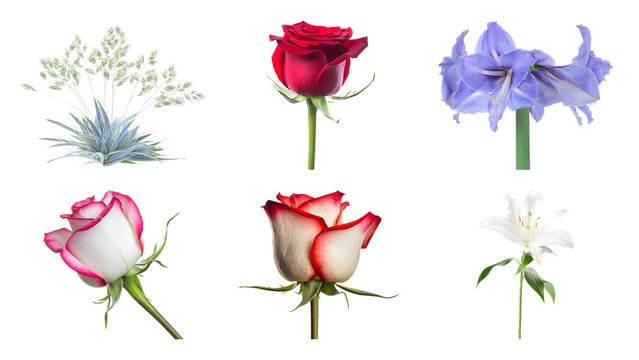 Isolated various beautiful flowers and plants arrangement including red rose purple amaryllis lily and decorative grass cutout on transparent background for floral design projects collection