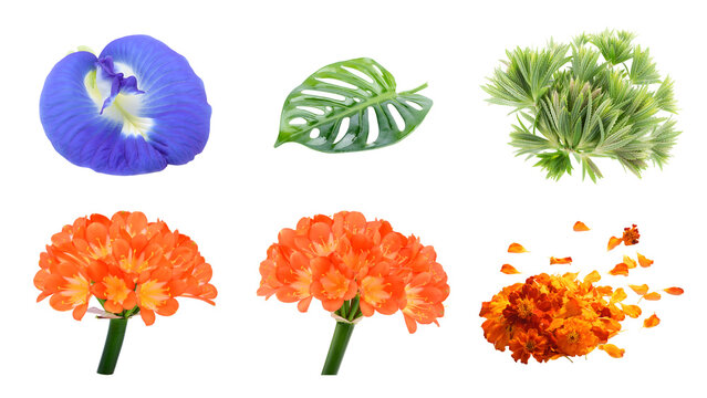 Isolated tropical botanical collection with vibrant blue clitoria ternatea flower green monstera leaf succulent cluster orange clivia flowers and scattered marigold petals on transparent
