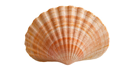 Orange and white striped fan shaped scallop seashell © Natalia