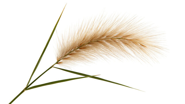 Golden foxtail grass stalk with long green leaves and fluffy seed head