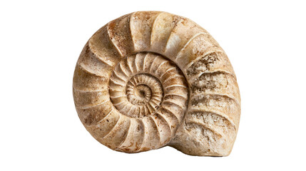 Spiral ammonite fossil with textured tan and brown shell surface © Natalia