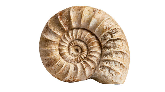 Spiral ammonite fossil with textured tan and brown shell surface