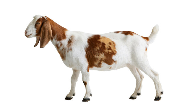 Brown and white spotted Boer goat standing in profile