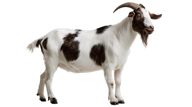 Spotted white and brown adult goat with curved horns and beard