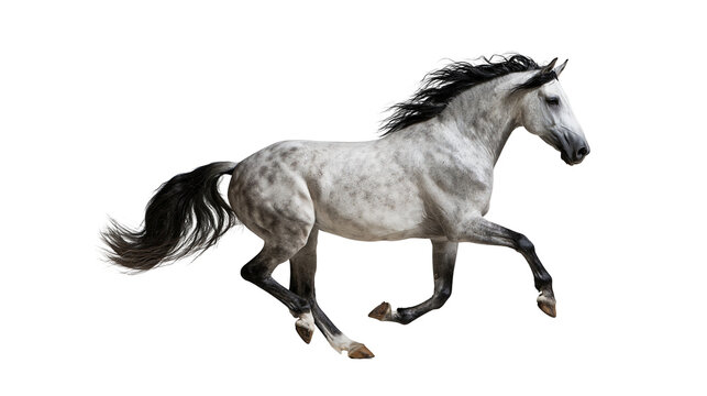 Dapple grey horse galloping with black mane and tail