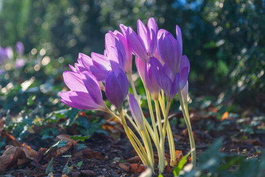 Blooming purple colchicum autumnale flowers backlit by golden sunset light in early autumn