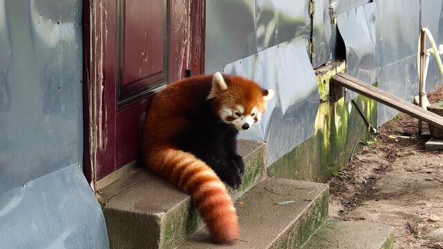 Red Panda Sitting On Stone Steps Near Garden Fence