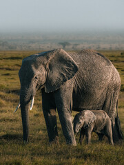 African elephant mother walking beside her young calf in Kenya © Даниил Остролуцкий