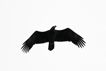 Fototapeta premium The Black Raven in Silent Flight Across a Pure White Sky, Silhouette Capture