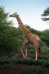 Giraffe browsing an acacia tree in the Kenyan bush © Даниил Остролуцкий