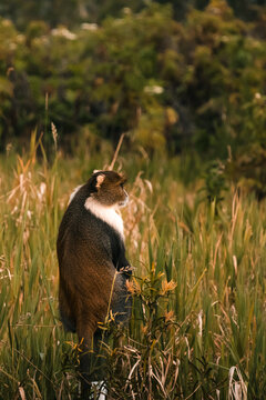 De Brazza's monkey sitting in sunlit wetland grass in Kenya