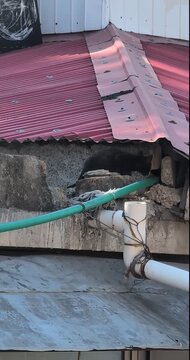 Black cat sitting on a red corrugated metal roof near a white plastic pipe and green hose