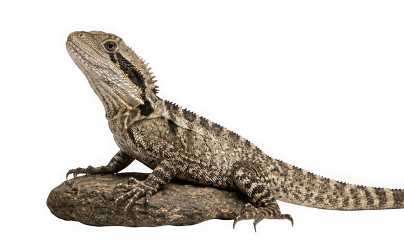 Eastern water dragon lizard resting on a rock isolated on transparent background