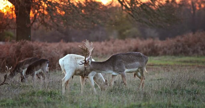 Fallow deer buck with impressive antlers standing in a wild meadow while other deer graze during a colorful golden hour sunset in an autumn nature reserve