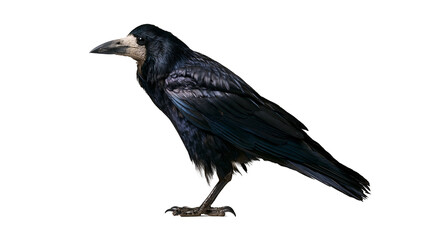Black rook bird with iridescent plumage and grey beak standing in profile © Maria