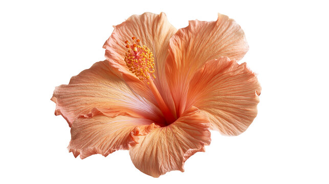 Soft peach colored hibiscus flower with prominent yellow stamen and ruffled petals