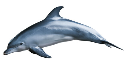 Smooth grey bottlenose dolphin swimming with arched back © Maria