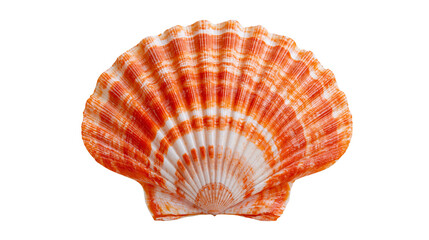 Orange and white striped fan shaped scallop seashell © Maria