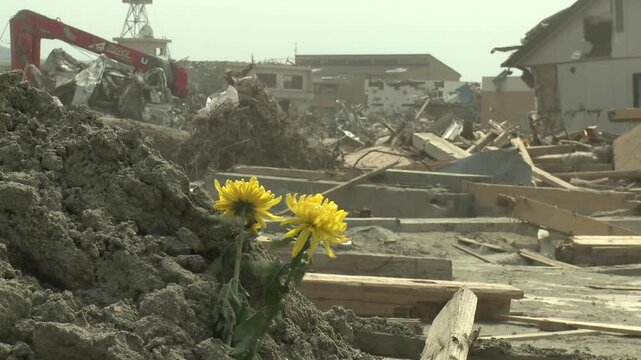 Flower Placed In Wreckage And Debris In Aftermath Of Tsunami In Japan