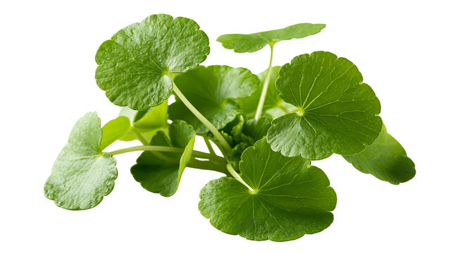 Fresh green Centella asiatica leaves with stems