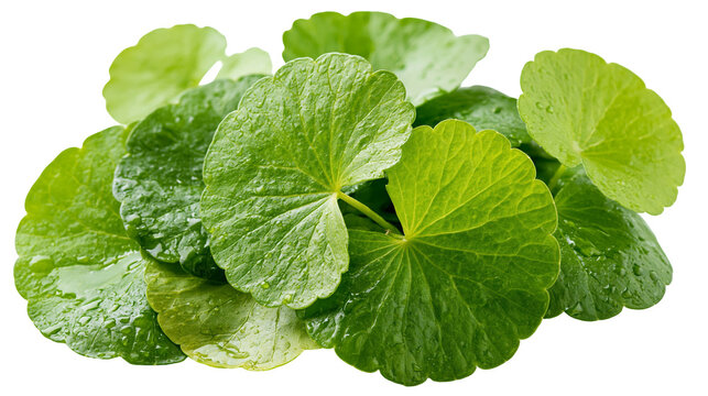 Fresh green Centella asiatica leaves with water droplets