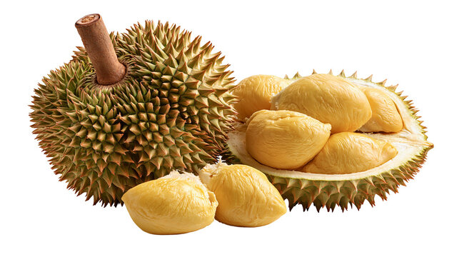 Whole spiky durian fruit with open shell revealing creamy yellow pulp segments