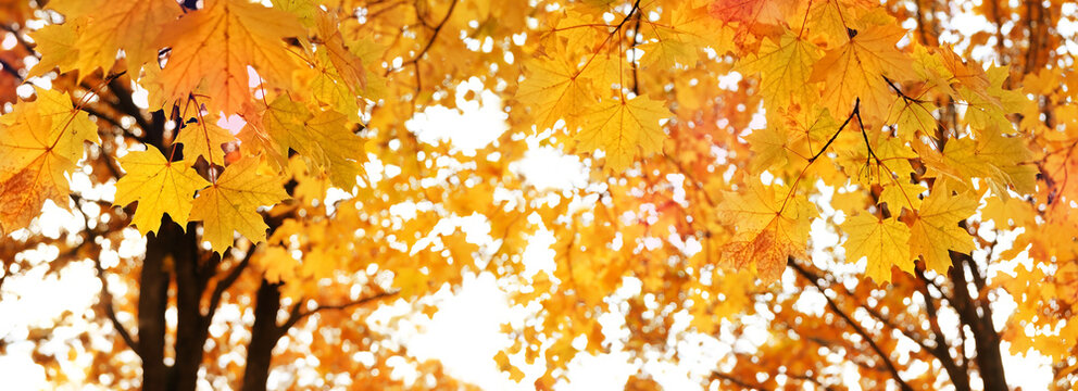 Beautiful autumn forest nature background. bright yellow-orange maple foliage on tree branches. forest crown landscape in golden fall season. template for design. bottom up view